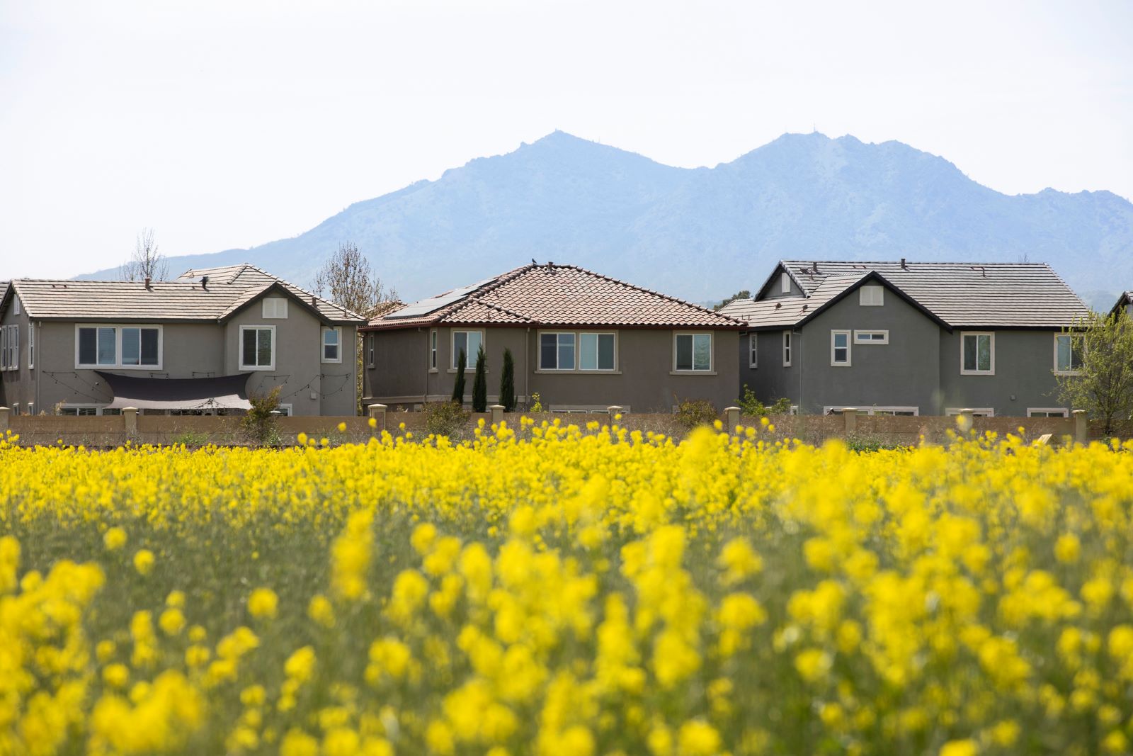 house with yellow flowers