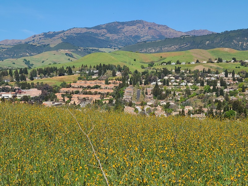 wildflowers-on-the-mt-diablo-foothills-in-danville-california